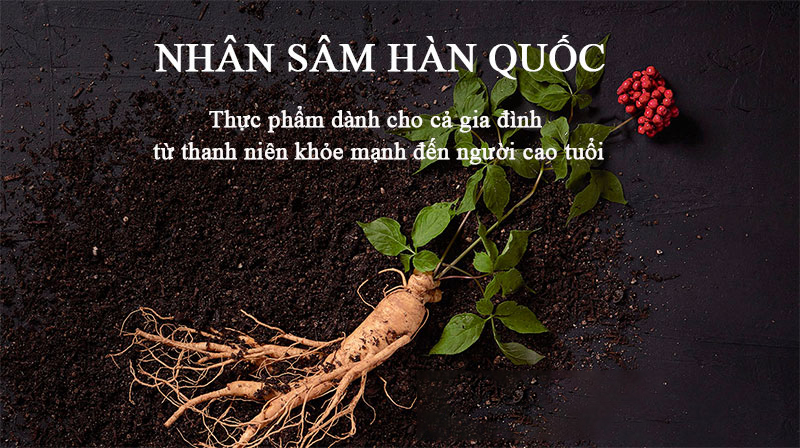 Nhân sâm Hàn Quốc có tác dụng gì? Cách sử dụng sâm hiệu quả
