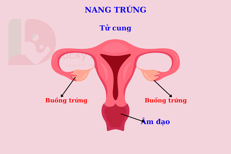 NANG TRỨNG LÀ GÌ? PHÁT TRIỂN VÀ THOÁI HÓA NHƯ THẾ NÀO
