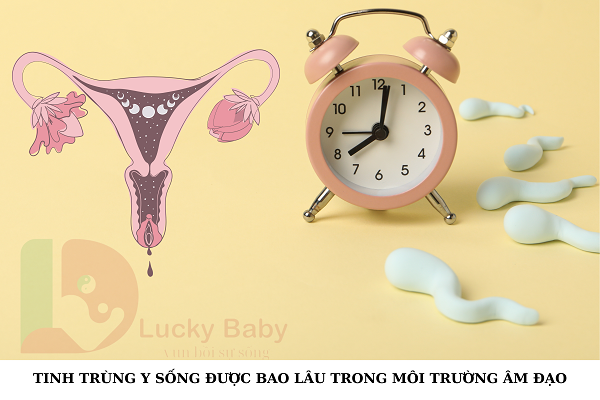 Tinh trùng Y sống được bao lâu trong môi trường âm đạo?