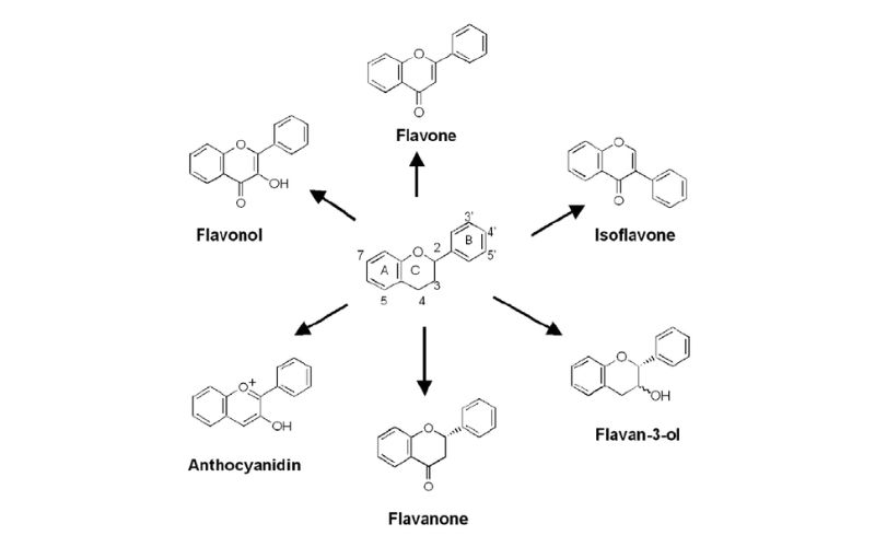Flavonoid - Chìa khóa cho sức khỏe bên vững