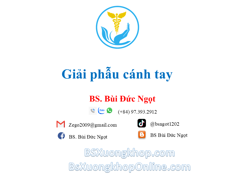 Giải phẫu vùng cánh tay