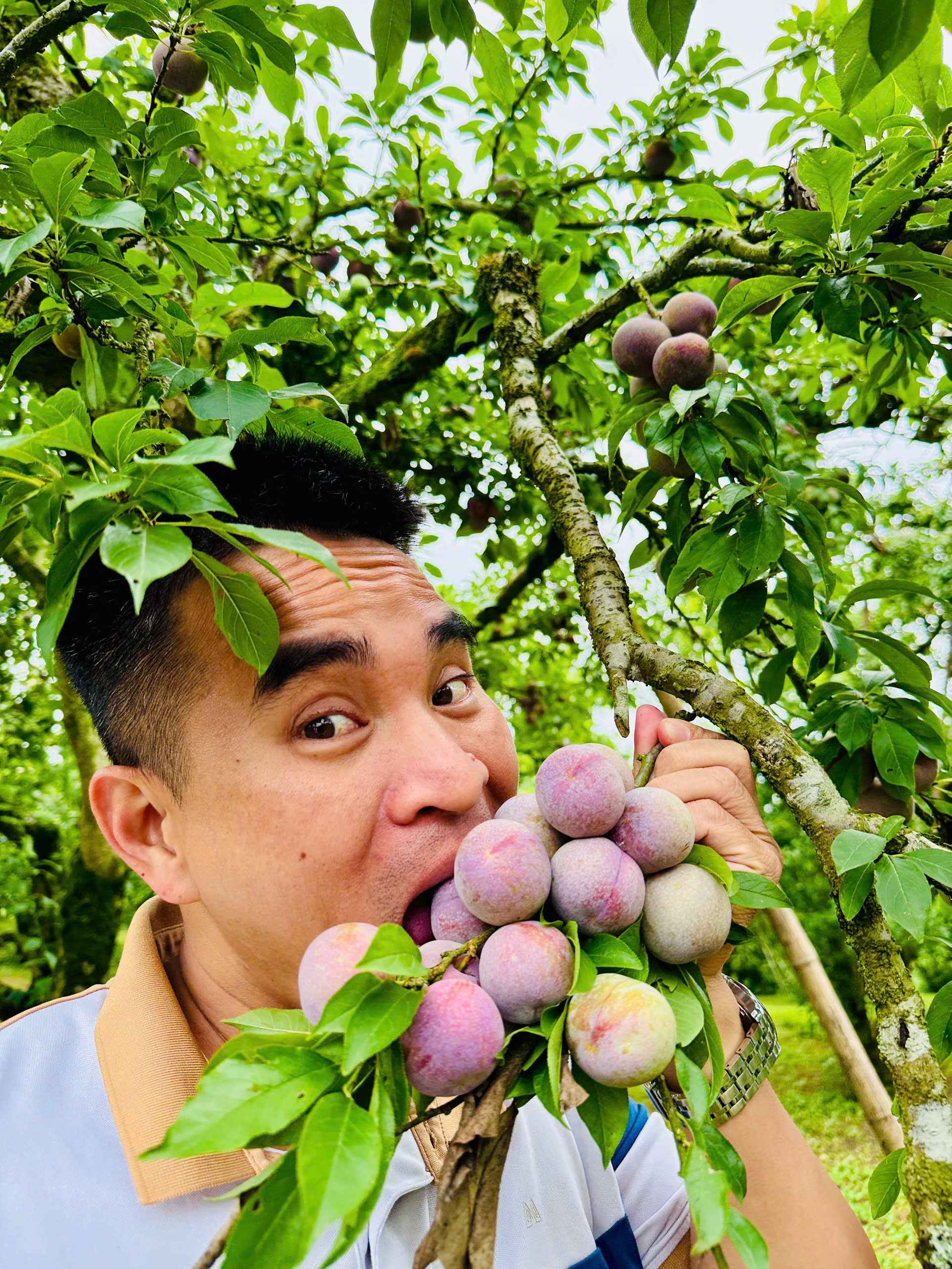 Mận Hậu Tươi Mộc Châu