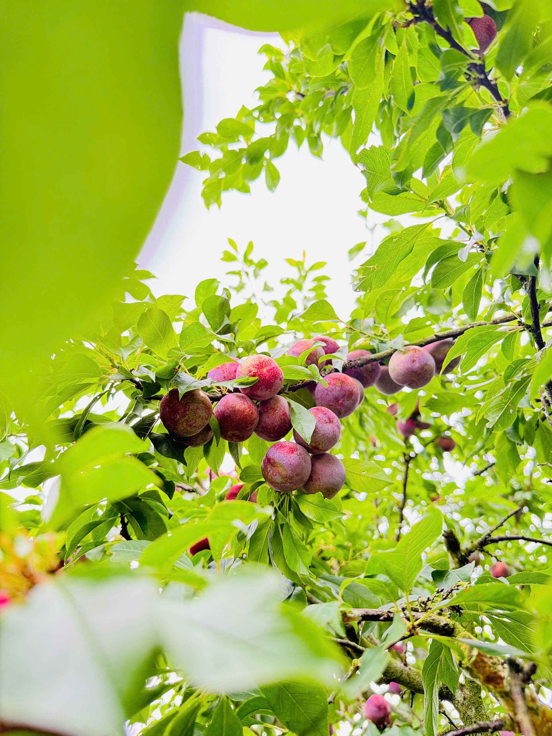 Mận Hậu Tươi Mộc Châu