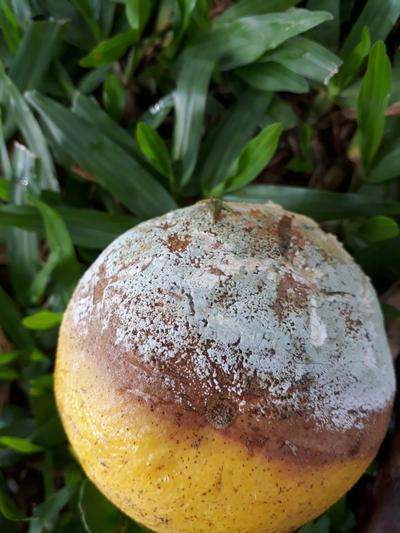 Bệnh thối mốc xanh trên cây có múi, nguyên nhân và cách phòng, trừ