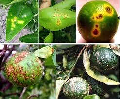 Giải pháp phòng và đặc trị bệnh ghẻ sẹo trên cây cam quýt