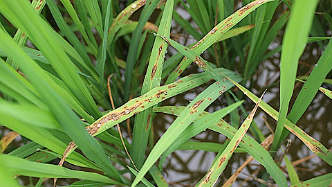 Lúa bị bệnh đạo ôn: Dấu hiệu bệnh & cách phòng trị hiệu quả