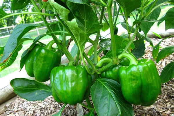 Triển vọng của các mô hình trồng ớt chuông ứng dụng công nghệ cao