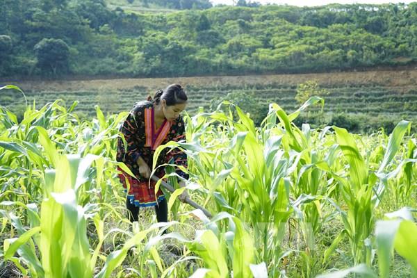 Kinh nghiệm trồng ngô giúp nông dân đạt hiệu quả kinh tế cao nhất