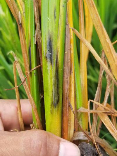 Bệnh thối thân lúa nguyên nhân & cách phòng trừ