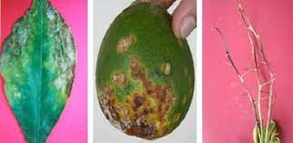 Bệnh Thán Thư Là Gì? Giải Pháp Xử Lý Dứt Điểm Ở Nhiều Cây Trồng