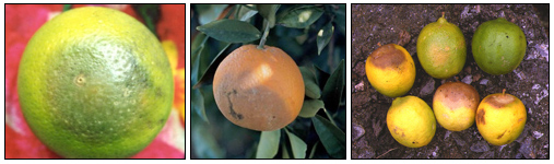 BỆNH THỐI NHŨN TRÁI DO NẤM PHYTOPHTHORA GÂY HẠI TRÊN CÂY CÓ MÚI