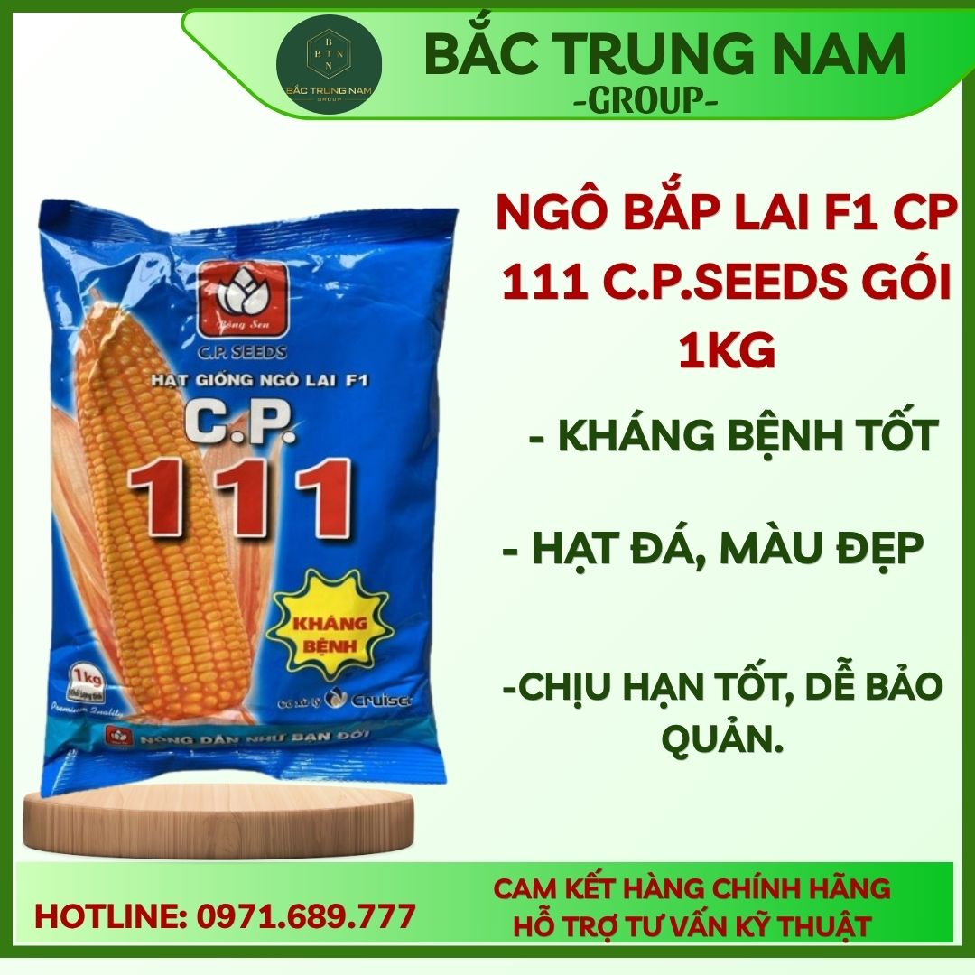 HẠT GIỐNG NGÔ LAI C.P.111