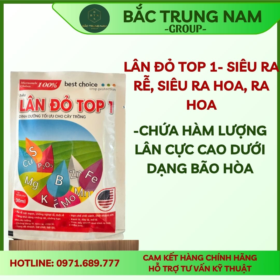 bón lá  Lân đỏ top 1