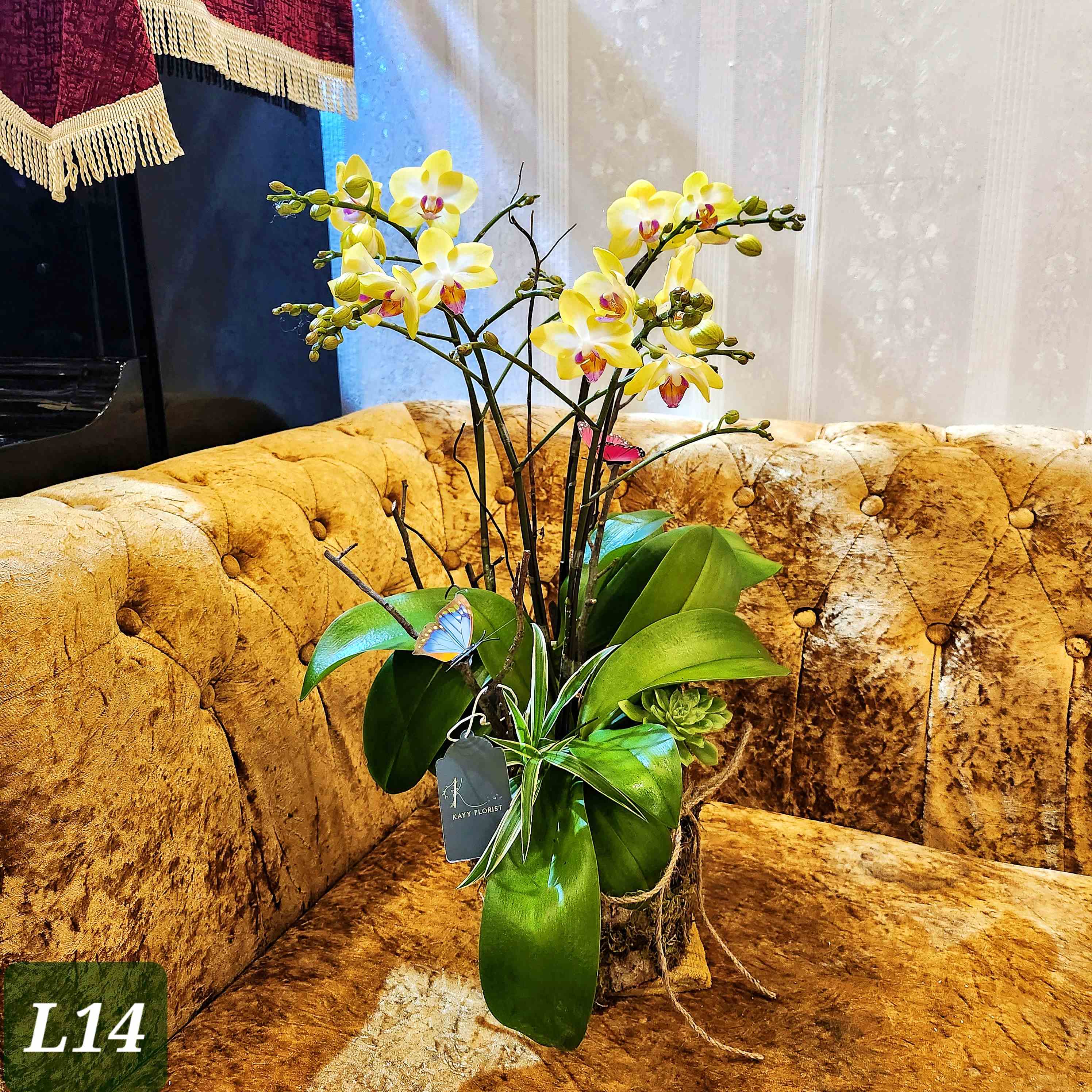 L14 Thiết kế Sang Trọng