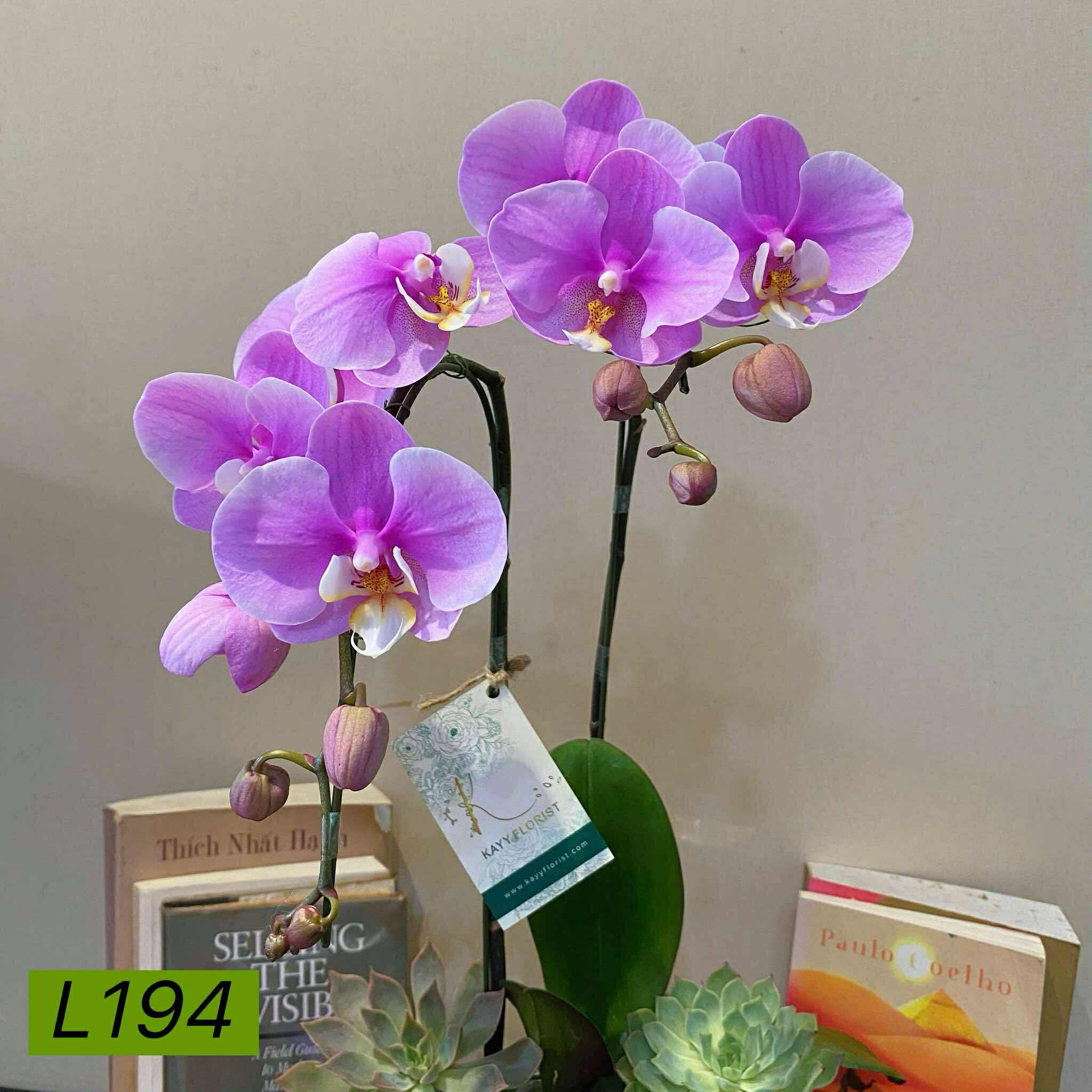 L194