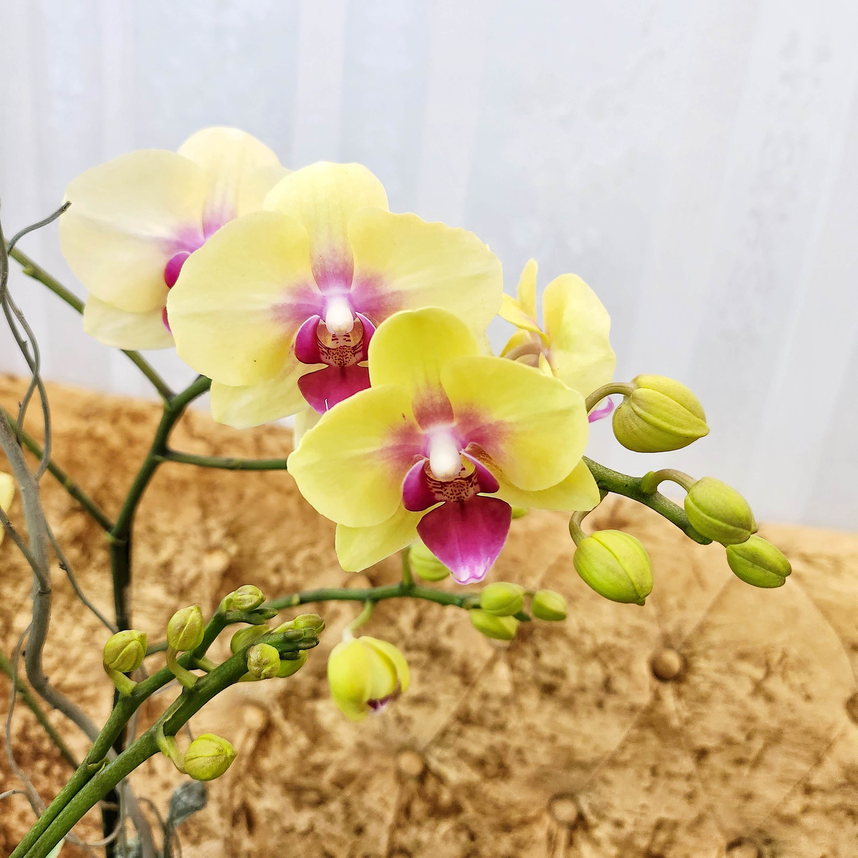 L25 Thiết kế Sang Trọng