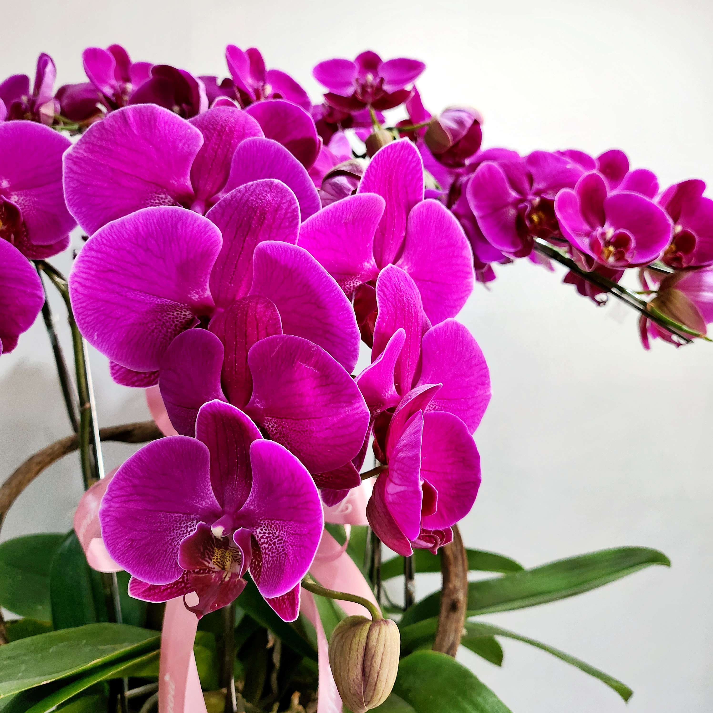 L20 Thiết kế Hiện Đại