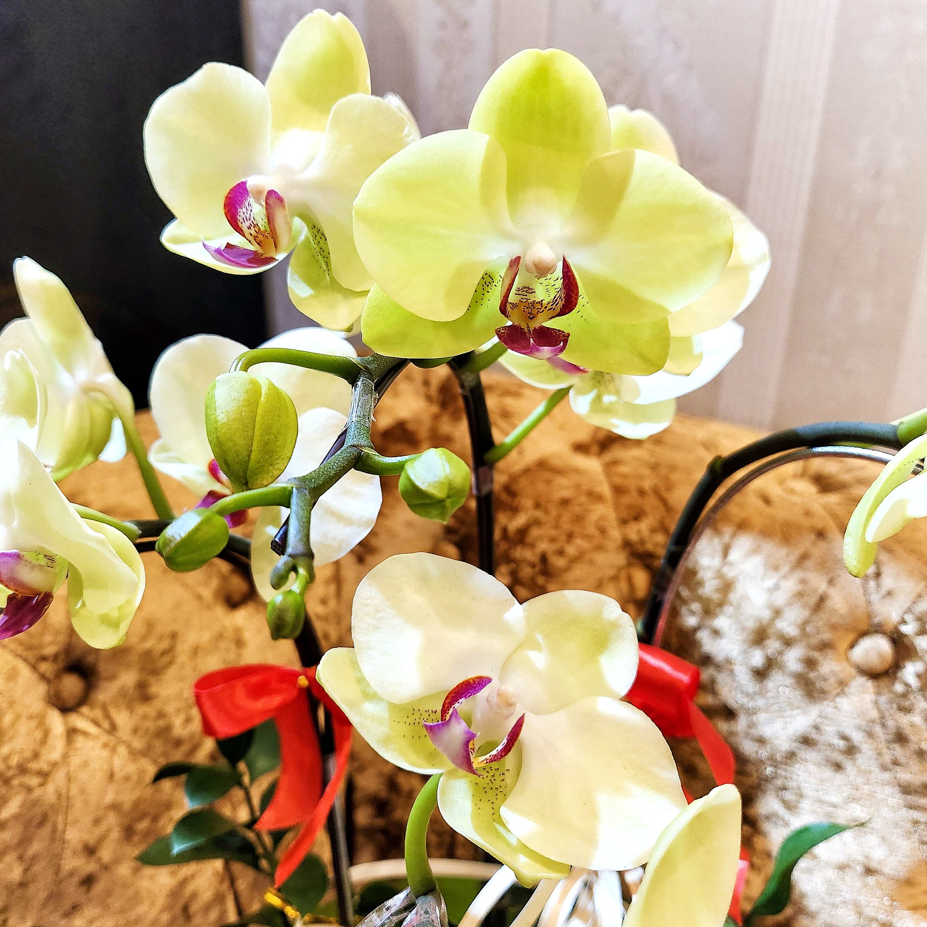 L3 Thiết kế Truyền Thống