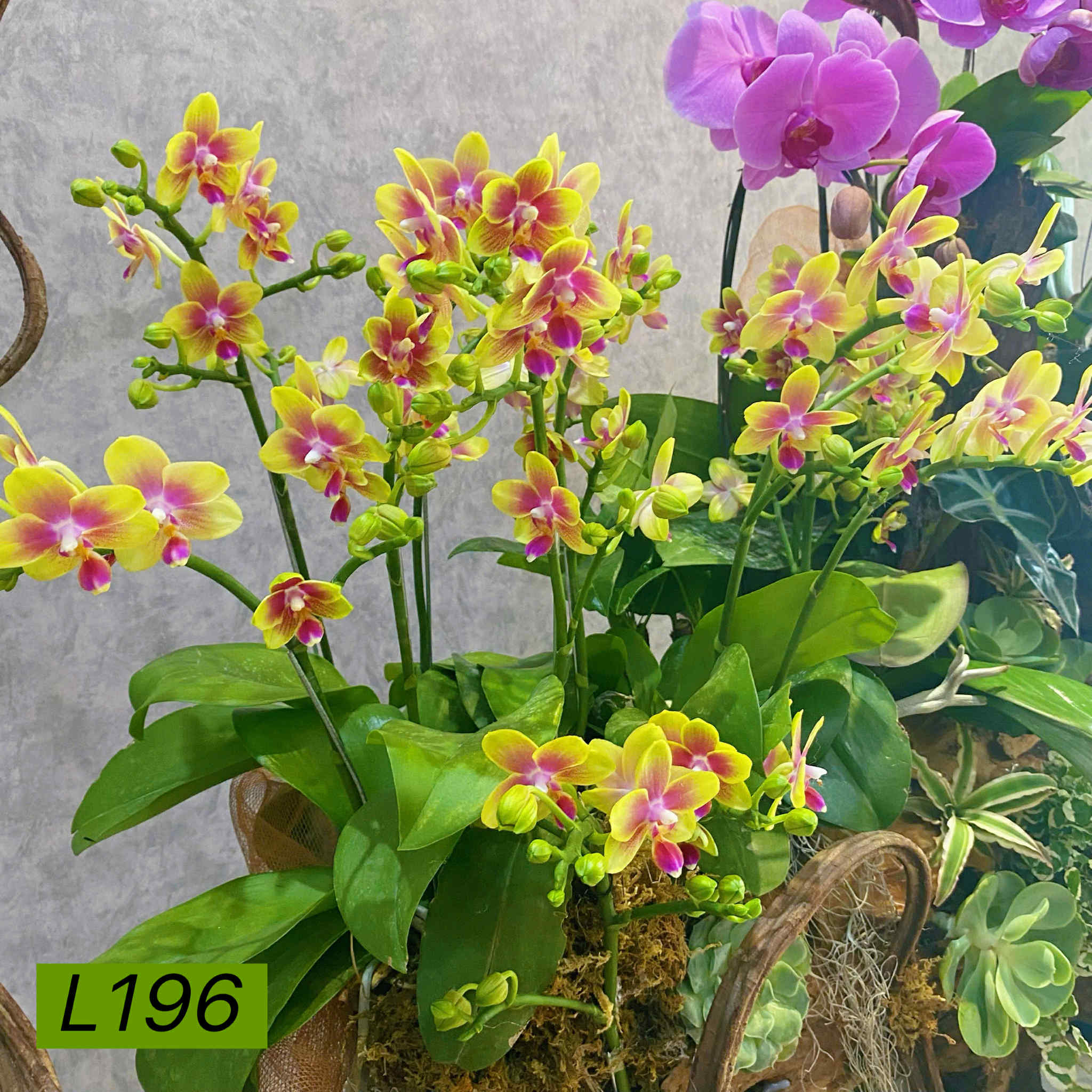 L196