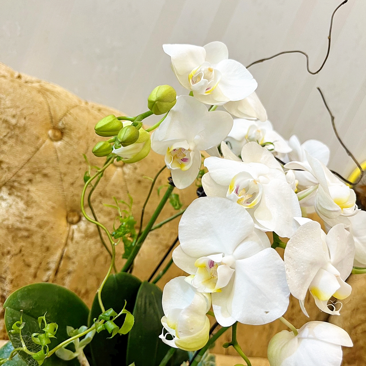L18 Thiết kế Sang Trọng