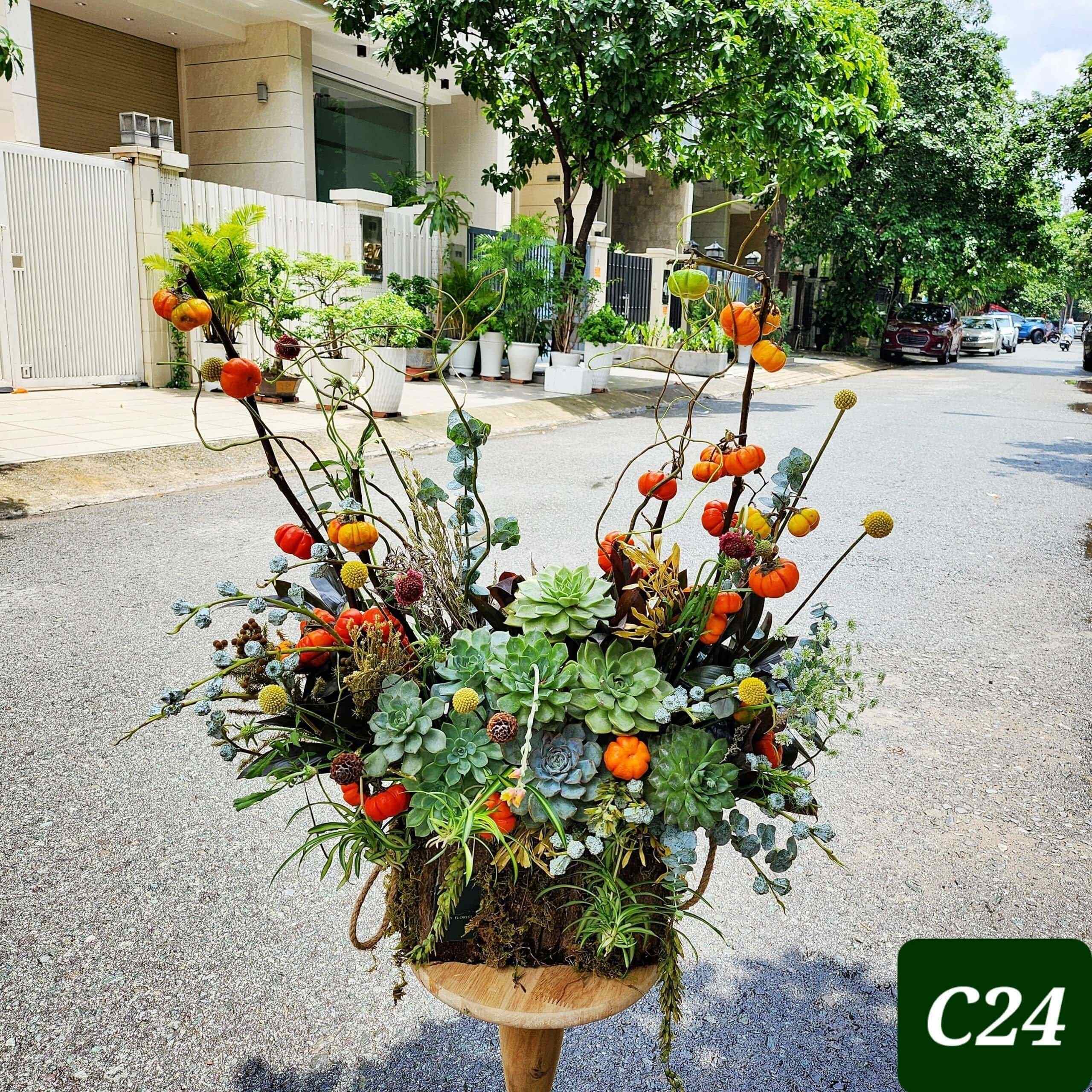 C24