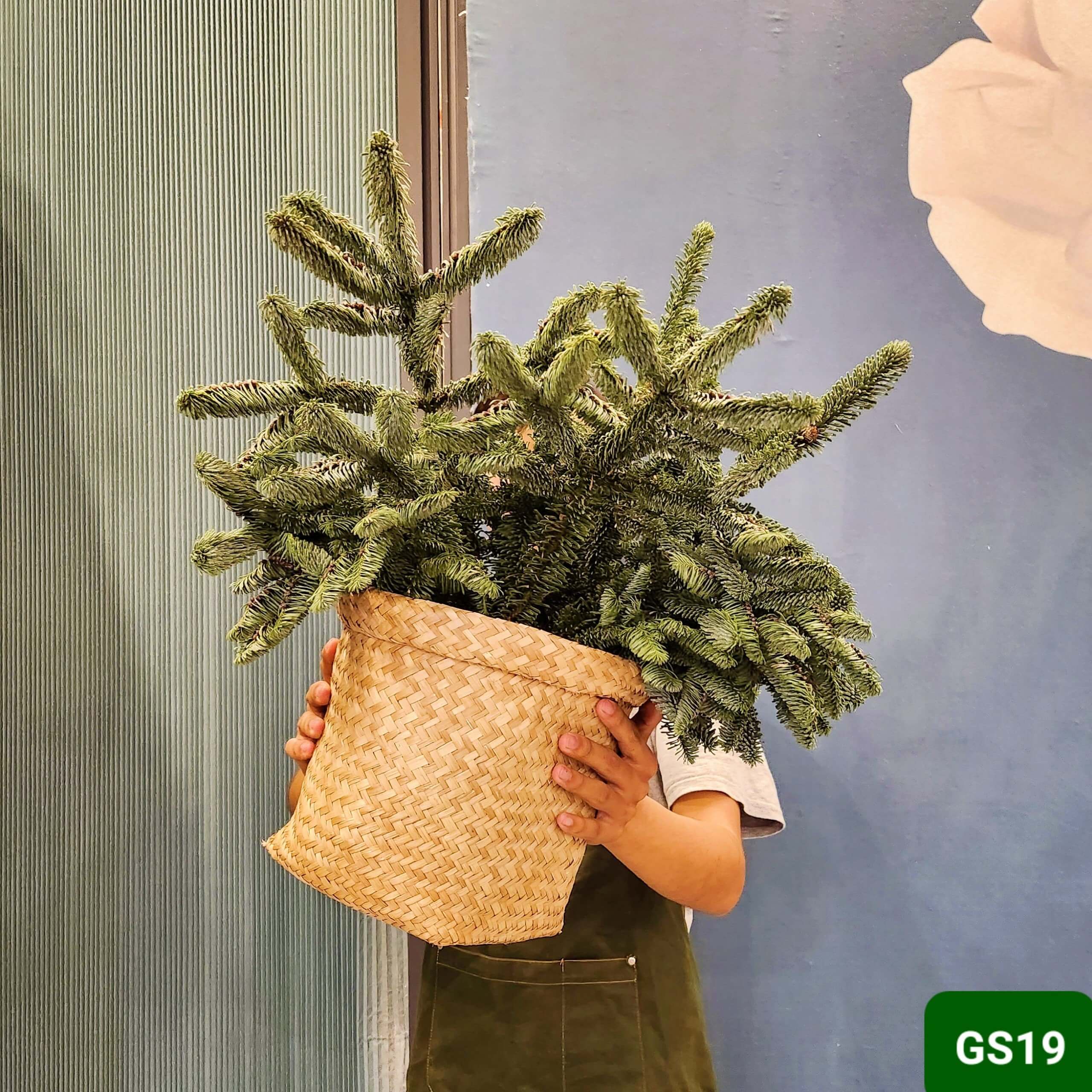 GS19