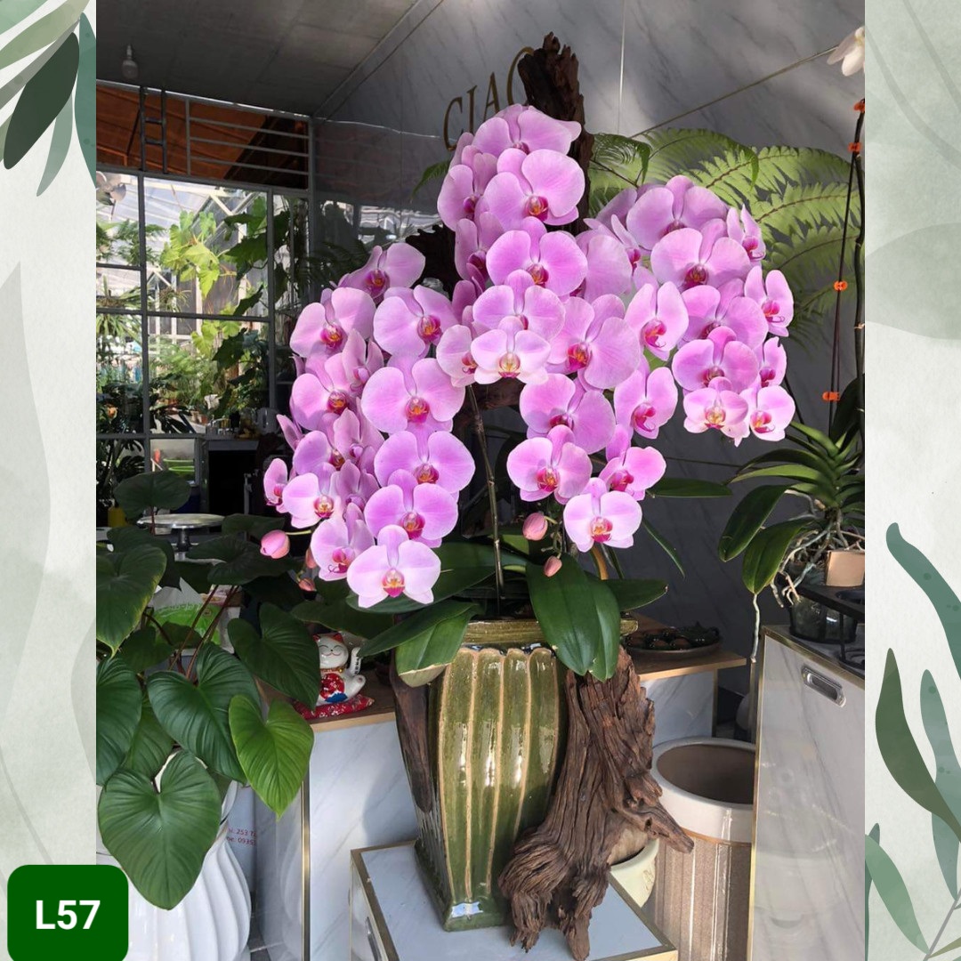 L57 Thiết kế Sang Trọng