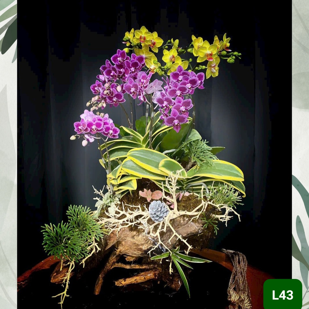 L43 Thiết kế Cao Cấp