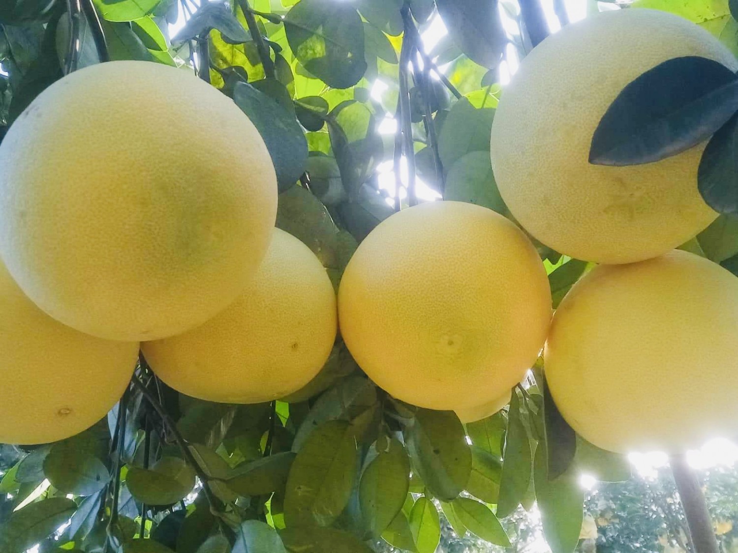 Trang Thông Tin Xuất Nhập Khẩu IMEX NEWS