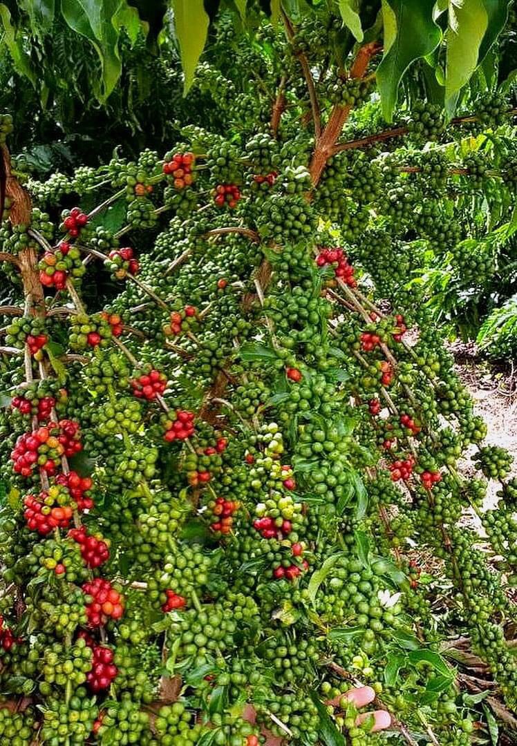 Trang Thông Tin Xuất Nhập Khẩu IMEX NEWS