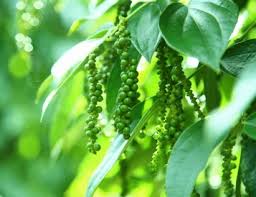 Trang Thông Tin Xuất Nhập Khẩu IMEX NEWS