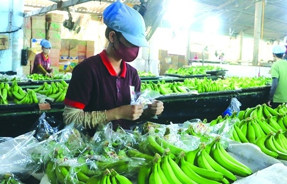 Trang Thông Tin Xuất Nhập Khẩu IMEX NEWS