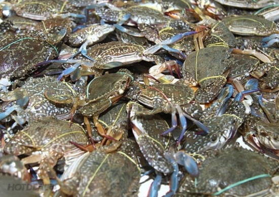 Trang Thông Tin Xuất Nhập Khẩu IMEX NEWS