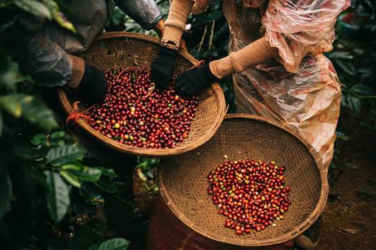 Trang Thông Tin Xuất Nhập Khẩu IMEX NEWS