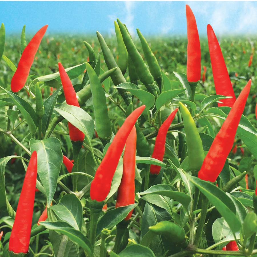 Trang Thông Tin Xuất Nhập Khẩu IMEX NEWS