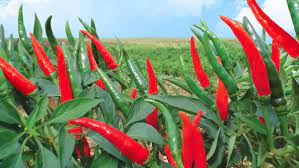 Trang Thông Tin Xuất Nhập Khẩu IMEX NEWS