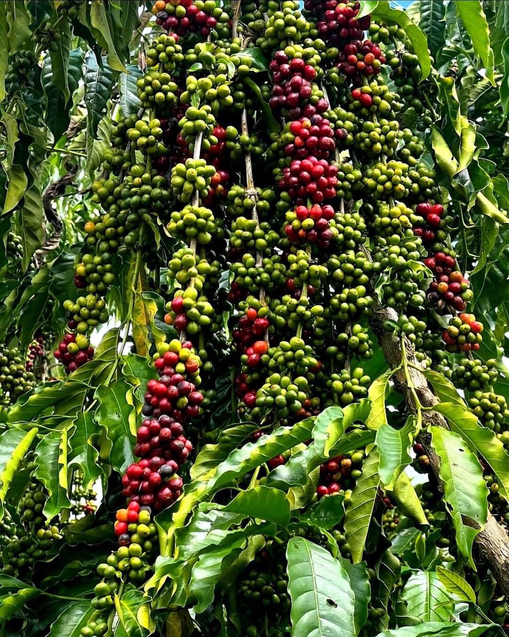 Trang Thông Tin Xuất Nhập Khẩu IMEX NEWS