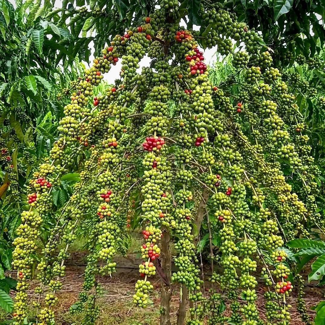 Trang Thông Tin Xuất Nhập Khẩu IMEX NEWS