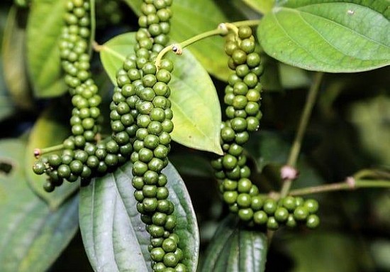 Trang Thông Tin Xuất Nhập Khẩu IMEX NEWS