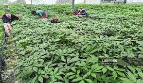 Trang Thông Tin Xuất Nhập Khẩu IMEX NEWS