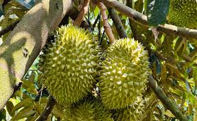 Trang Thông Tin Xuất Nhập Khẩu IMEX NEWS