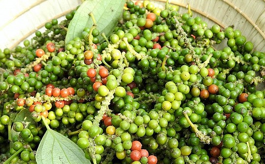 Trang Thông Tin Xuất Nhập Khẩu IMEX NEWS