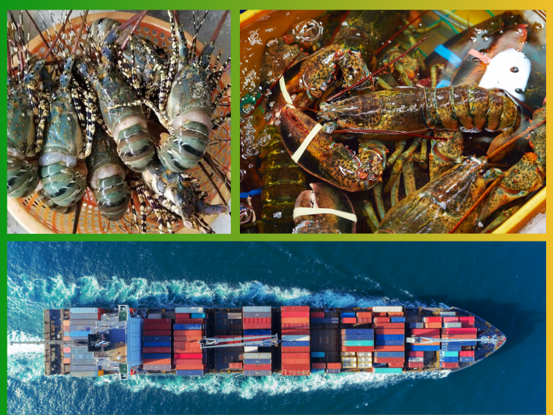 Trang Thông Tin Xuất Nhập Khẩu IMEX NEWS