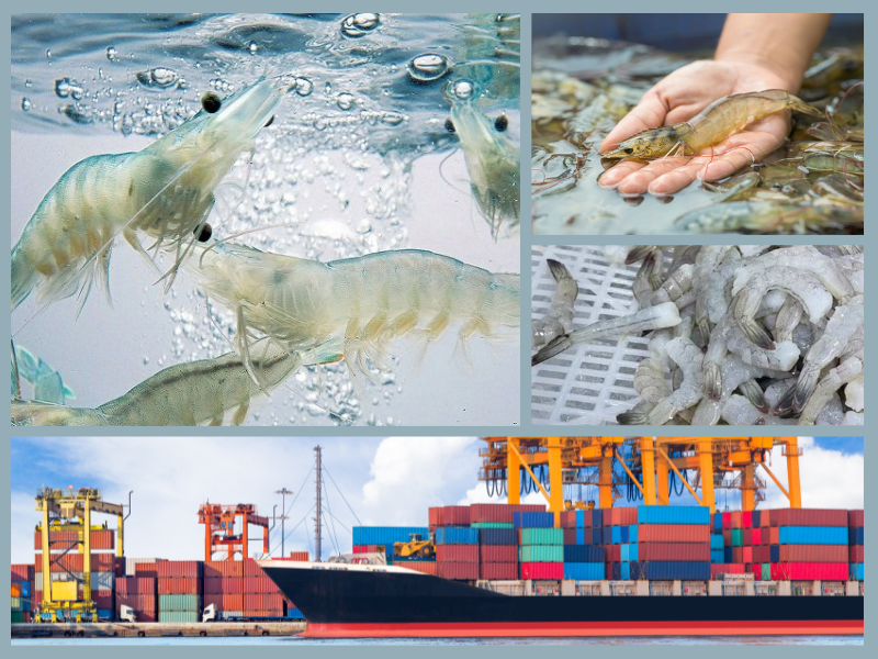 Trang Thông Tin Xuất Nhập Khẩu IMEX NEWS