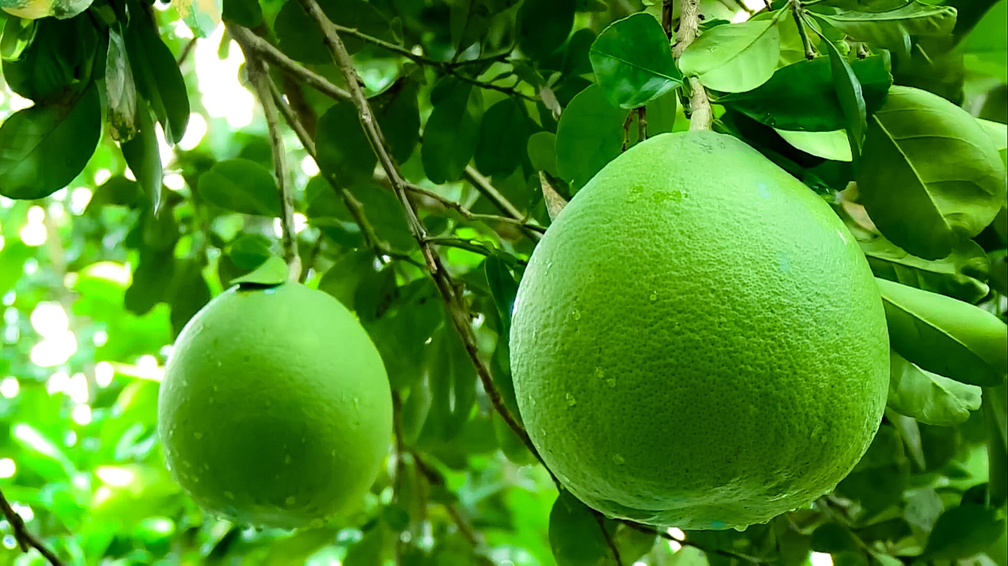 Trang Thông Tin Xuất Nhập Khẩu IMEX NEWS