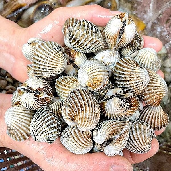 Trang Thông Tin Xuất Nhập Khẩu IMEX NEWS