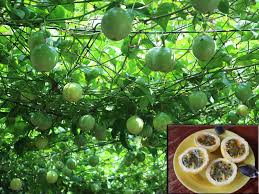 Trang Thông Tin Xuất Nhập Khẩu IMEX NEWS