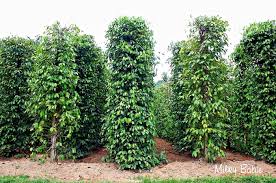 Trang Thông Tin Xuất Nhập Khẩu IMEX NEWS