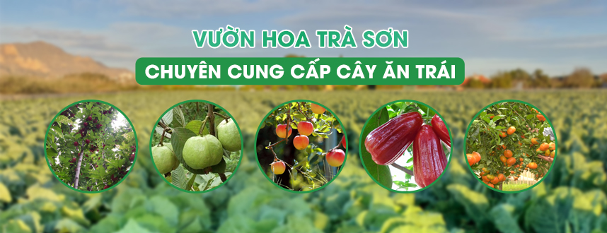 Vườn Hoa Trà Sơn