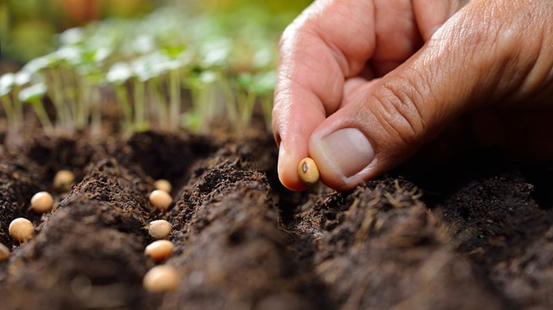 Hạt giống tốt trồng cây năng suất cao vượt trội